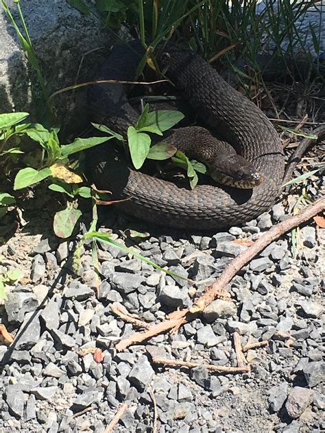 Is This A Water Snake Upstate Ny Seen And Admired On A Trail R