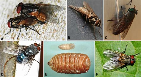 Dipteran Parasites - Encyclopedia of Arkansas