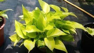 Neon Pothos Chartreuse Epipremnum Plant Care Urbanorganicyield