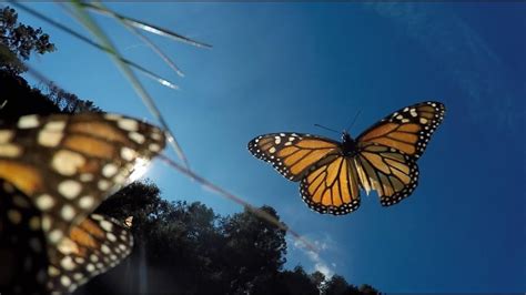 Flying Monarch Butterfly