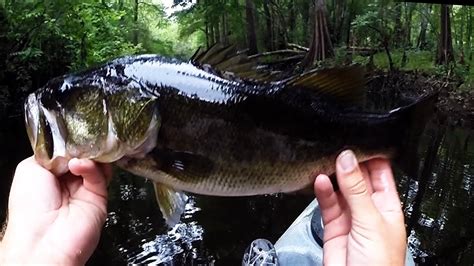 Go Pro Bass Fishing Withlacoochee With Lizards Youtube