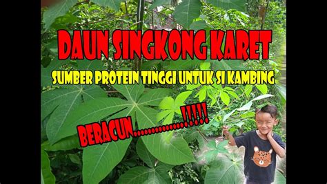 Daun Singkong Karet Untuk Pakan Kambing Domba Beracun Tapi Tinggi