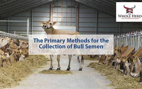 The Primary Methods For The Collection Of Bull Semen