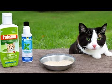 Keep Cats Away Safely With Natural DIY Cat Repellent Sprays Cinnamon