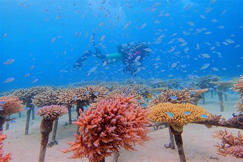 Is There A Future For Coral Reefs Axa Climate