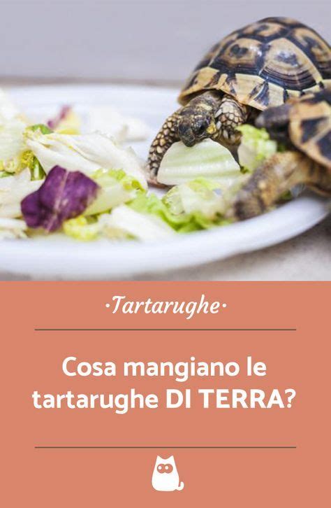 Cosa Mangiano Le Tartarughe Di Terra La Guida Alimentare Completa