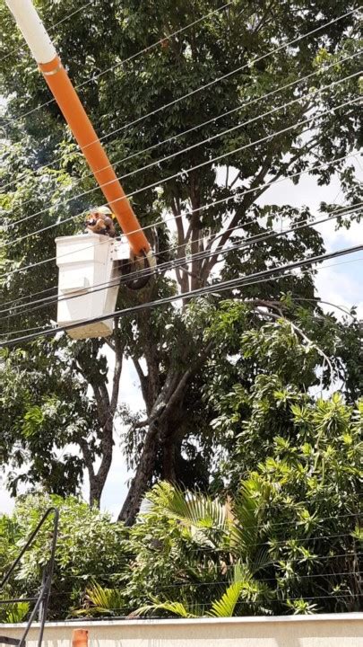 Saiba como plantar e realizar a poda de árvores próximas a rede elétrica