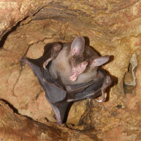 Spectral Vampire Bat Tumblr Gallery