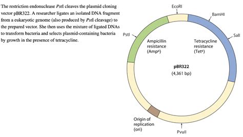 Solved In Addition To The Desired Recombinant Plasmid What Chegg