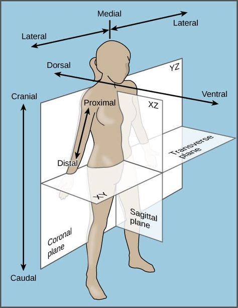 What Does Lateral Mean In Anatomy - The Anatomy Stories