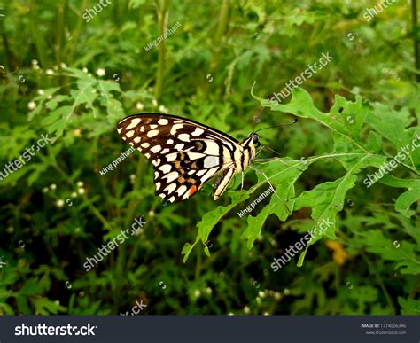 Most Beautiful Butterfly Wallpaper Hd Stock Photo 1774066346 | Shutterstock