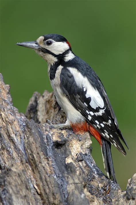 Male Great Spotted Woodpecker Photograph by Colin Varndell