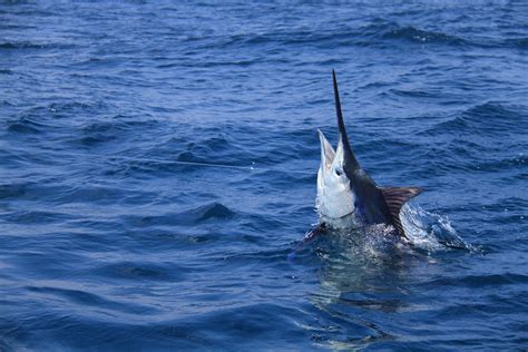 Largest Marlin Ever Caught