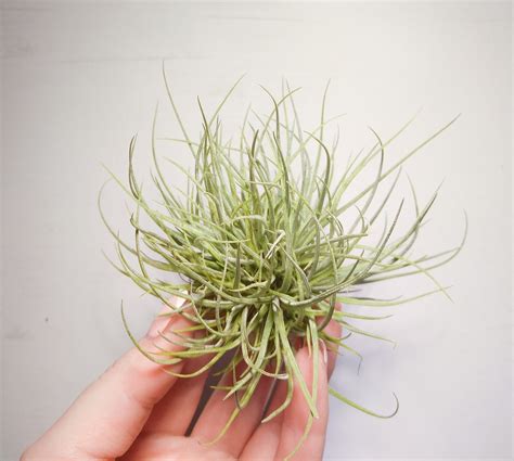 Tillandsia Caput Medusae Xl Florariumplants