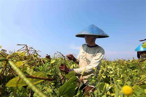 InfoPublik TANAM KACANG IJO Di MUSIM KEMARAU