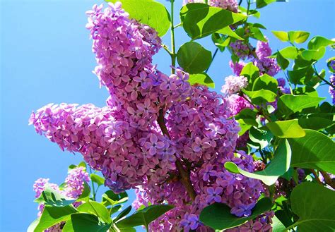 Planting Lilac Bushes And How To Grow Them • The Garden Glove