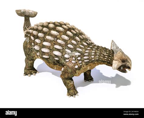 Ankylosaurus Dinosaur Isolated On White Background Stock Photo Alamy