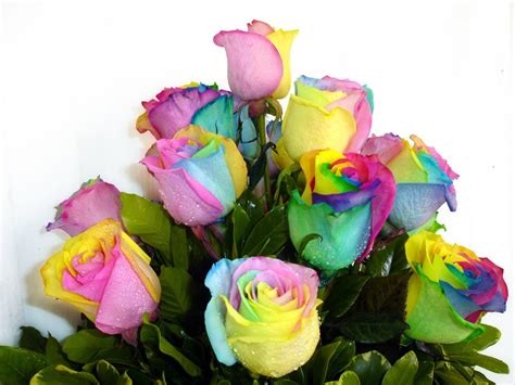 Floristeria Tamira: Rosas Arcoiris en El Salvador