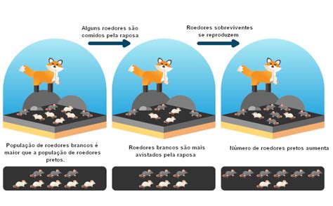 Charles Darwin biografia e seleção natural Brasil Escola