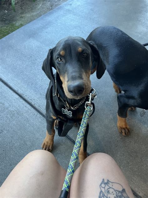 Doberman Pinscher For Sale In Carson Petzlover