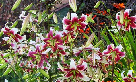 Lily Garden - Horticulture Centre of the Pacific