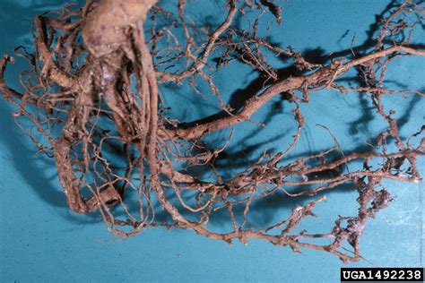 Apricot Nematode Treatment Dealing With Root Knot Nematodes Of Apricot