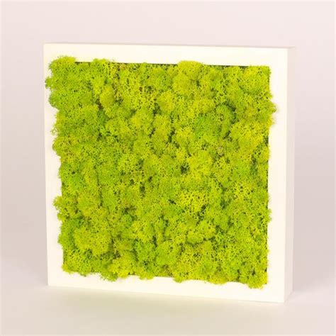 White Frame With Preserved Green Moss Purple Flowers