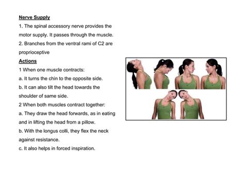 Sternocleidomastoid Muscle