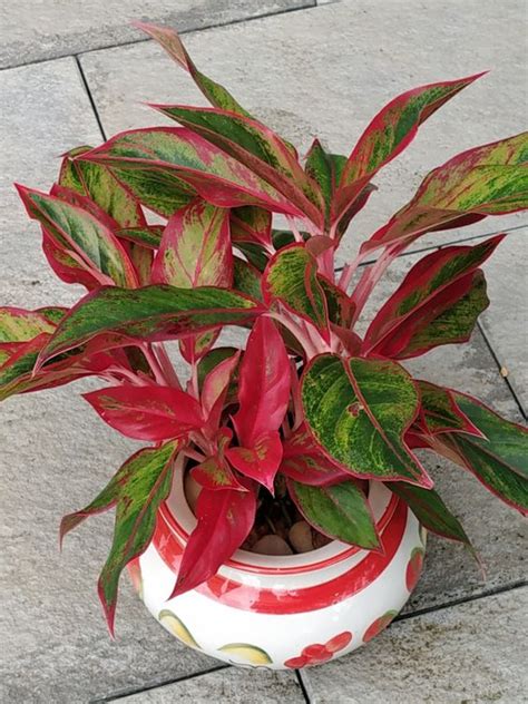 Cara Menanam Aglaonema Dengan Hidroponik