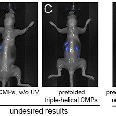 Serial NIR Fluorescence Images Of A Nude Mouse Administered