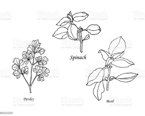 Detail Gambar Sketsa Tumbuhan Koleksi Nomer 38