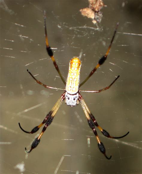 Golden Silk Spider What S That Bug