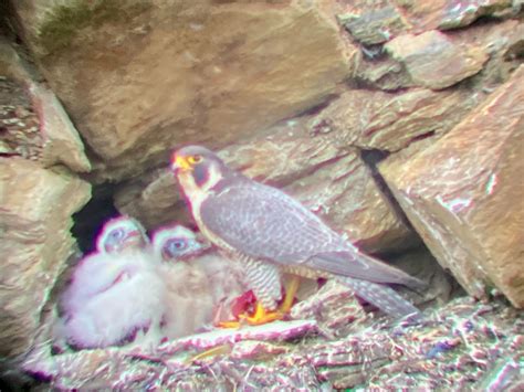 NH Peregrine Falcon 2023 Breeding Season Results - NH Audubon