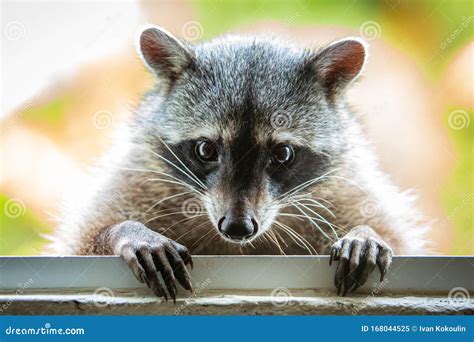 Adorable Raccoon Portrait Close Up Furry Pet Stock Image - Image of ...