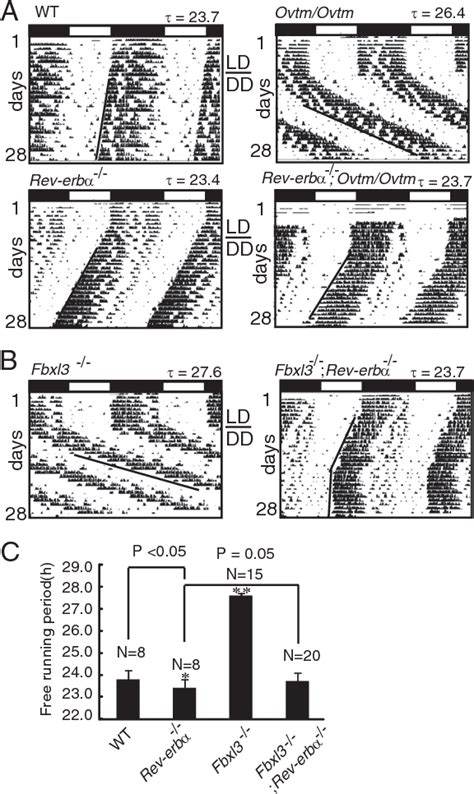 Figure 1 From Dual Roles Of FBXL3 In The Mammalian Circadian Feedback