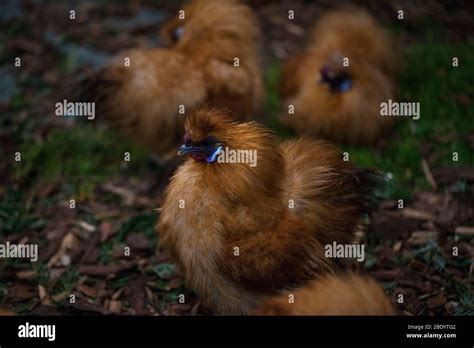 La Silkie A Veces Escrito Sedoso Es Una Raza De Gallina Nombrado Por