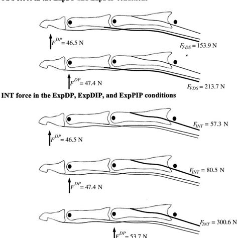 Estimated Forces Of The FDP FDS And The Intrinsic Muscles INT Of