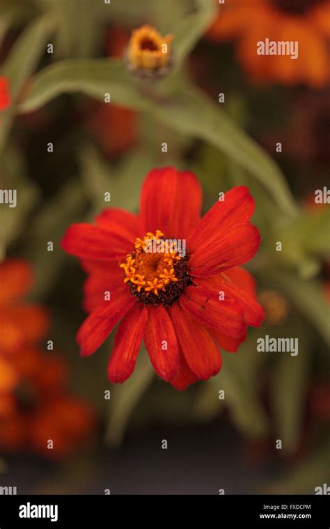 What the Daisy Blooms Are Telling Us: A Chilling Prediction - qv6cyps