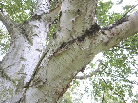 Birch Tree Bark - Tree Guide UK - Birch tree ID by bark