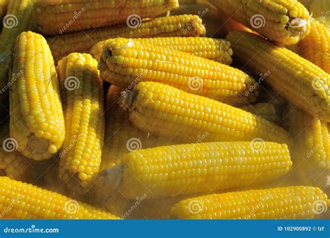 Boiling corn stock photo. Image of boiling, cooking - 102900892