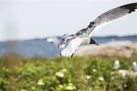 The Comeback Kid: The Atlantic Puffins of Maine — Animalia Podcast