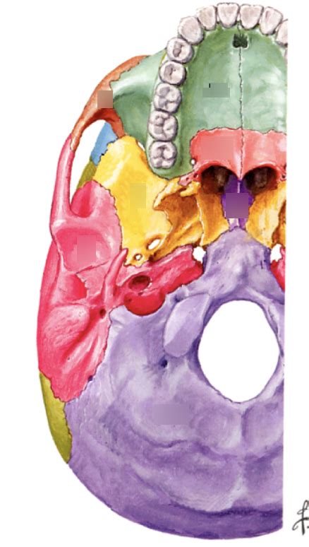 inferior view of skull (week 2) Diagram | Quizlet