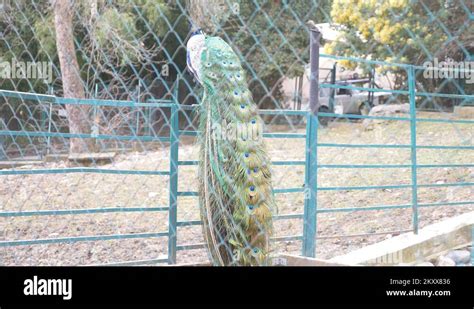 Beautiful Dancing Peacock Aviary With Peacocks In The Season Of Mating