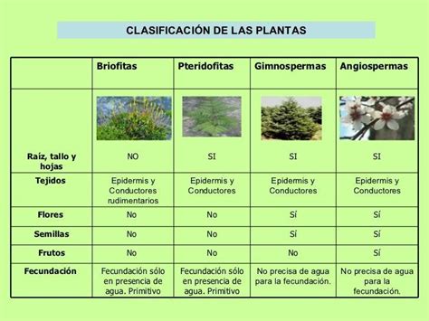 Plantas Vasculares O Cormofitas Pteridofitas Espermatofitas Porn Sex