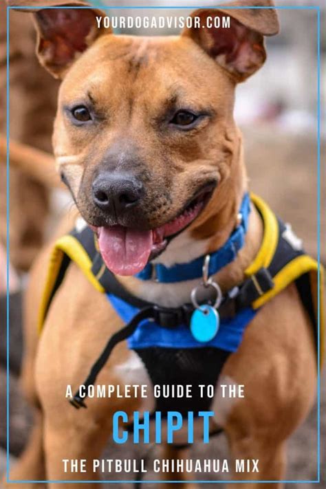 Ultimate Guide To The Chipit The Pitbull Chihuahua Mix Your Dog Advisor