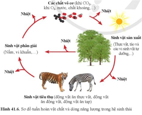 Quan sát hình 41 6 mô tả quá trình trao đổi vật chất và chuyển hóa