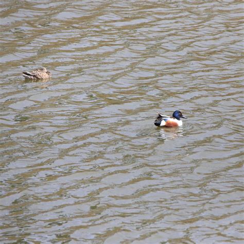 Northern Shoveler - Bird Watching Academy