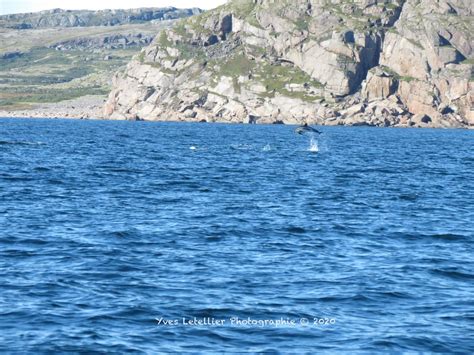 Dauphins d’automne - Baleines en direct