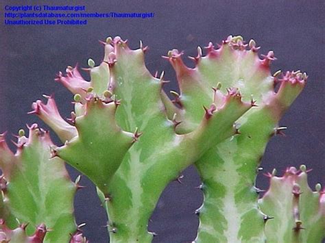 Plantfiles Pictures Euphorbia Species Candelabra Plant Elkhorn