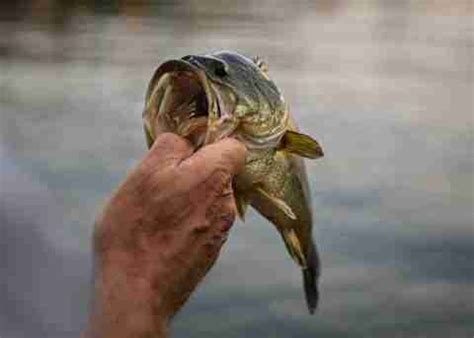 Bass Fishing Lures: 5 Best Bass Lures • Hookers and Holsters